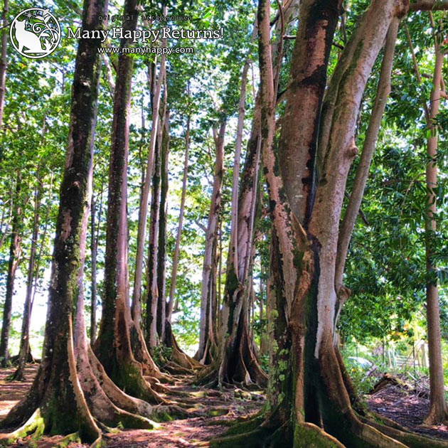 �p���[�X�g�[���u���X���b�g