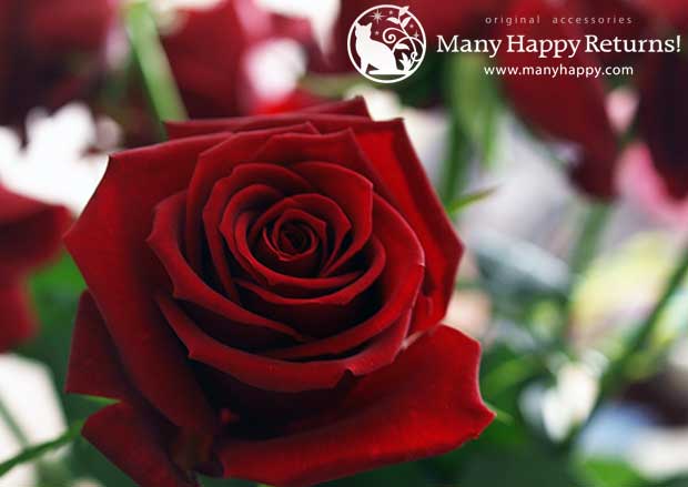 �p���[�X�g�[���W���G���[